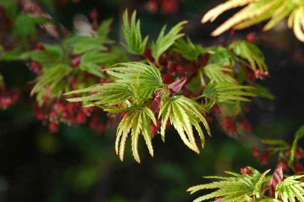 Acer palmatum  Lima Gold  Dwarf Japanese Maple Online - Image 4