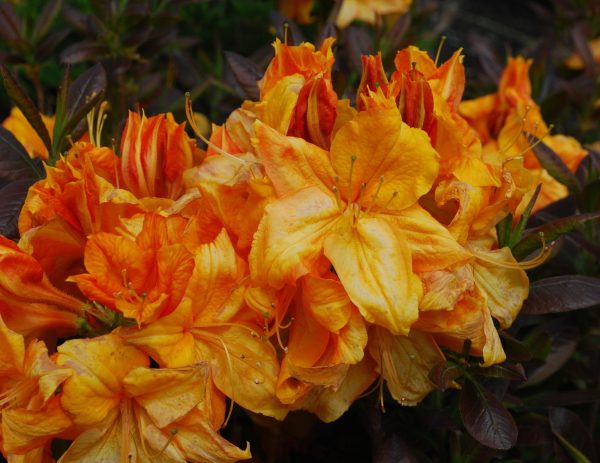 Azalea  Klondyke’ Golden Flowers Deciduous Azalea Sale