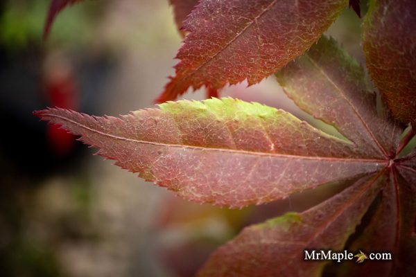 Acer palmatum  Koba shojo  Small Red Japanese Maple Discount - Image 4