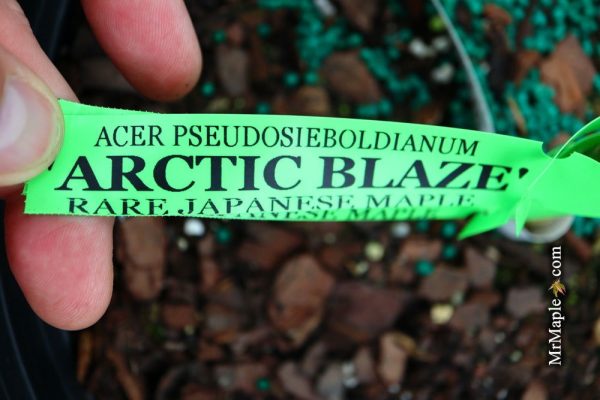 Acer pseudosieboldianum  Arctic Blaze  Rare Japanese Maple For Cheap - Image 3