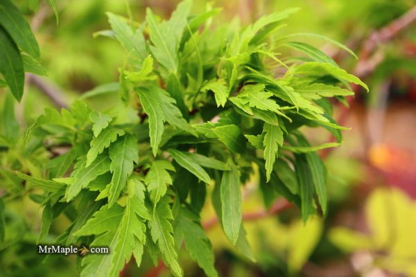 Acer palmatum  Case s Hagoromo Rose  Japanese Maple Online Hot Sale - Image 3