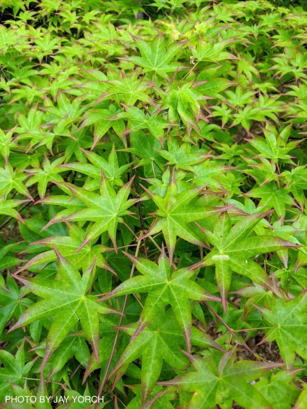 Acer palmatum  Tana  Japanese Maple Hot on Sale - Image 4