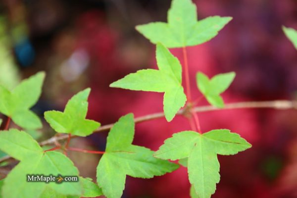 Acer buergerianum  Sliding Rock  Japanese Maple Online now - Image 2