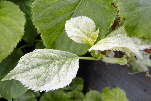 Hydrangea anomala ssp. petiolaris  Early Light  Variegated Climbing Hydrangea Online - Image 4