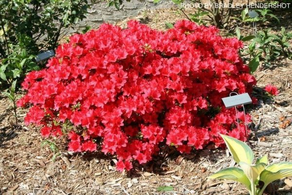 Azalea  Hino Crimson’ Red Flowering Kurume Azalea Online Sale - Image 3