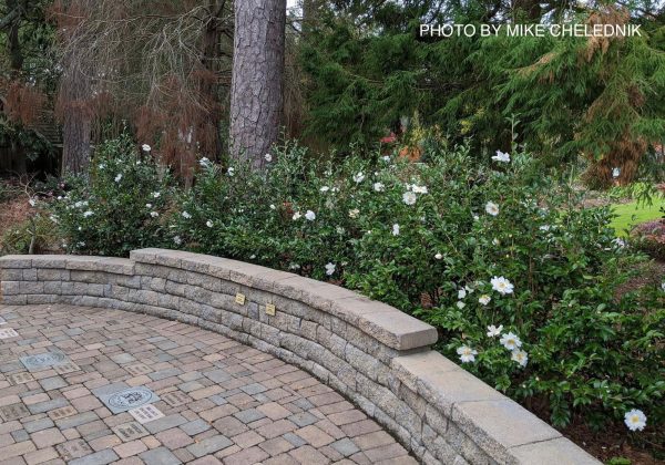 Camellia x  Winter’s Snowman  Hardy White Flowering Camellia Supply - Image 2