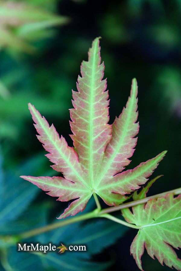 Acer palmatum  Fall Red Tips  Japanese Maple Supply - Image 4
