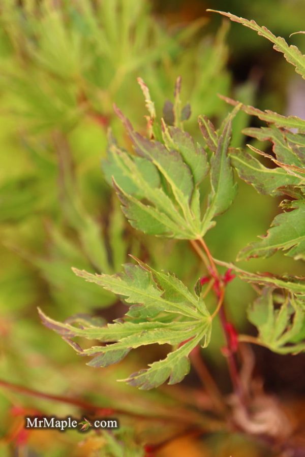 Acer palmatum  Hangover  Dwarf Variegated Japanese Maple Online now - Image 3