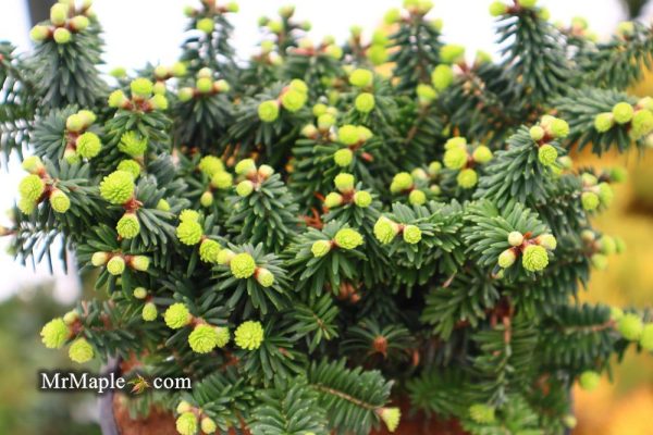 Abies balsamea  Piccolo  Balsam Fir For Cheap - Image 5