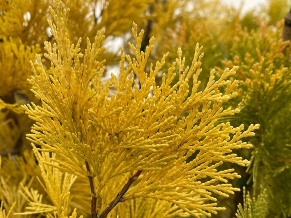 Calocedrus decurrens  Berrima Gold  Golden Incense Cedar For Cheap - Image 5