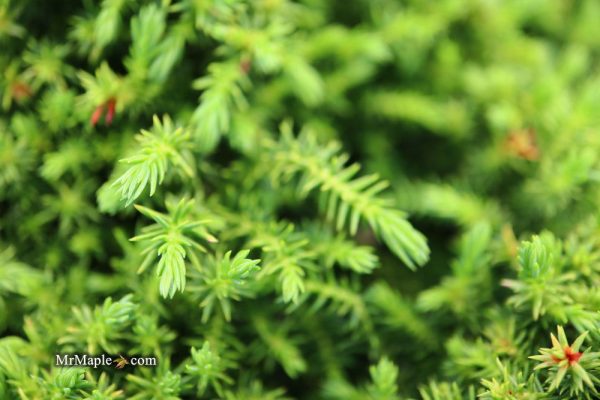 Cryptomeria japonica  Koshyi  Dwarf Japanese Cedar Hot on Sale - Image 2