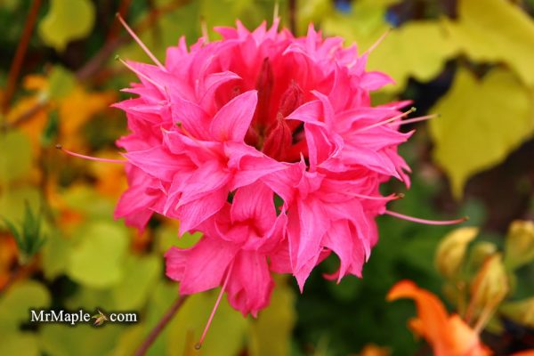 Azalea  Homebush’ Bright Pink Flowers Deciduous Azalea Sale - Image 5