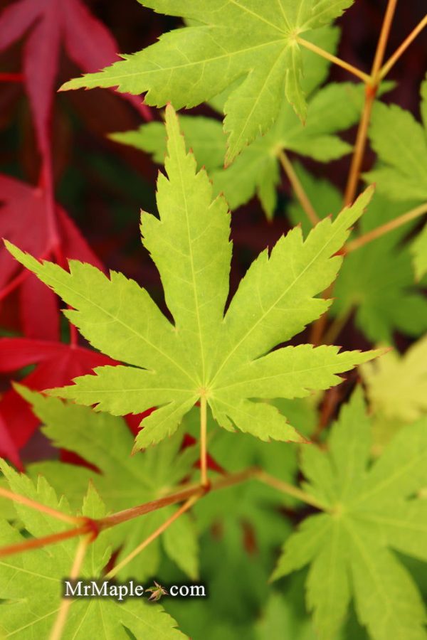 Acer japonicum  Charlotte Helene  Full Moon Japanese Maple Online