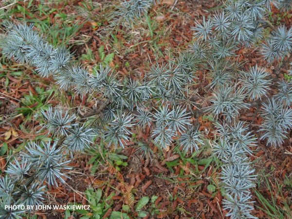 Cedrus atlantica  Glauca  Blue Atlas Cedar Online now - Image 5