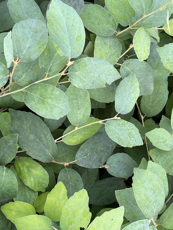 Fothergilla xintermedia  Blue Mist  Blue Fothergilla Online Sale - Image 5