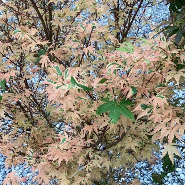 FOR PICKUP ONLY | Acer palmatum  Hana fubuki  Variegated Japanese Maple | DOES NOT SHIP Hot on Sale - Image 4