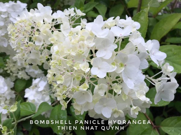 Hydrangea paniculata  Bombshell  White Panicle Hydrangea Online now - Image 4