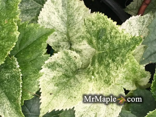 Hydrangea anomala ssp. petiolaris  Early Light  Variegated Climbing Hydrangea Online