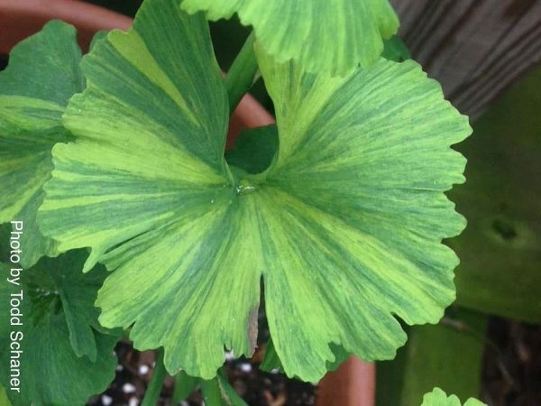Ginkgo biloba  Jagged Jester  Variegated Ginkgo Tree Fashion