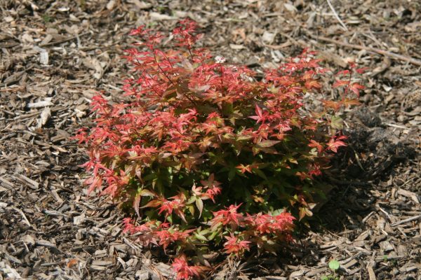 Acer palmatum  Otaha  Dwarf Pink Japanese Maple For Sale - Image 2