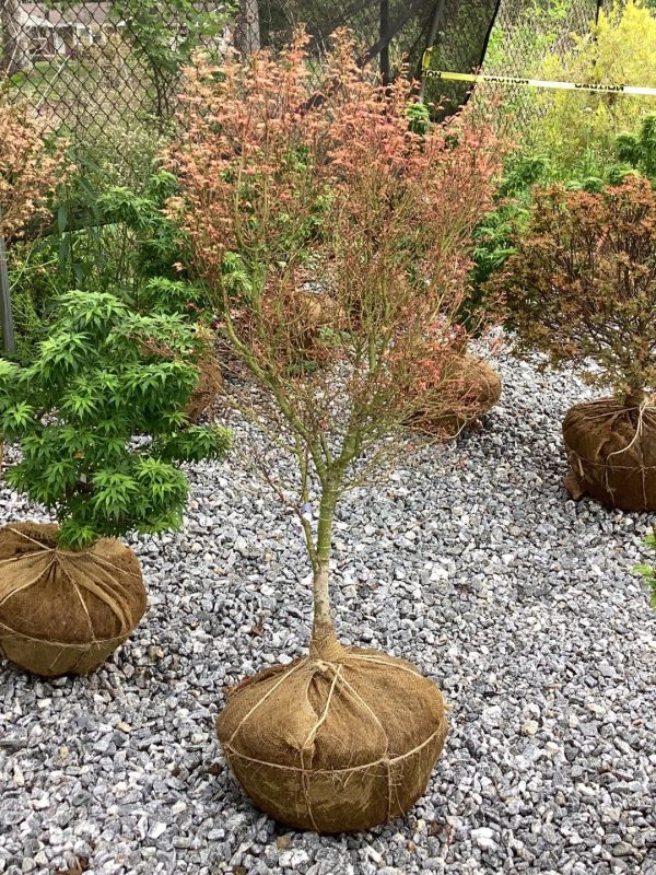 FOR PICKUP ONLY | Acer palmatum  Hana fubuki  Variegated Japanese Maple | DOES NOT SHIP Hot on Sale