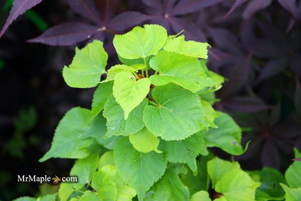 Tilia cordata  Monto  Dwarf Little Leaf Linden Online - Image 3
