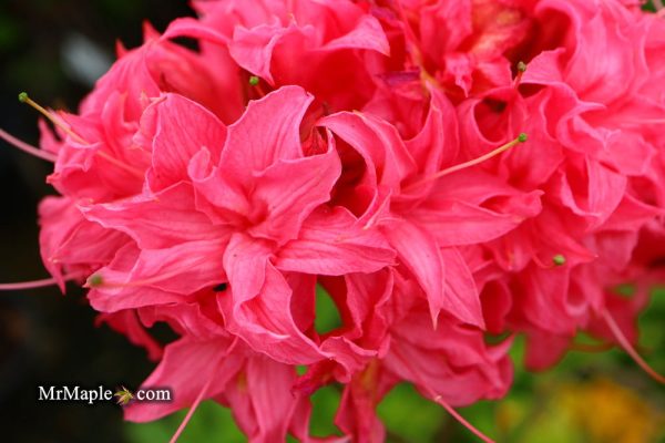 Azalea  Homebush’ Bright Pink Flowers Deciduous Azalea Sale - Image 2
