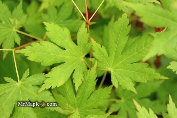 Acer japonicum  Charlotte Helene  Full Moon Japanese Maple Online - Image 2