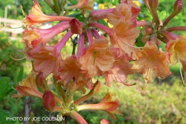 Azalea  Drew Brodie  Native Oconee Azalea Cheap - Image 4