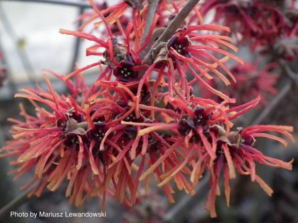 Hamamelis x intermedia  Twilight  Orange Bicolor Witch Hazel Cheap