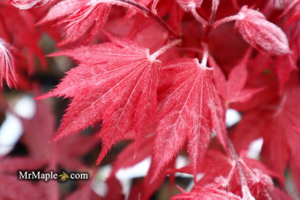 FOR PICKUP ONLY | Acer palmatum  Okagami  Japanese Maple | DOES NOT SHIP Hot on Sale - Image 3