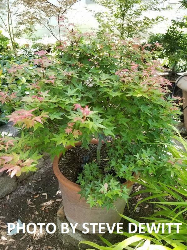 Acer palmatum  Otaha  Dwarf Pink Japanese Maple For Sale - Image 5