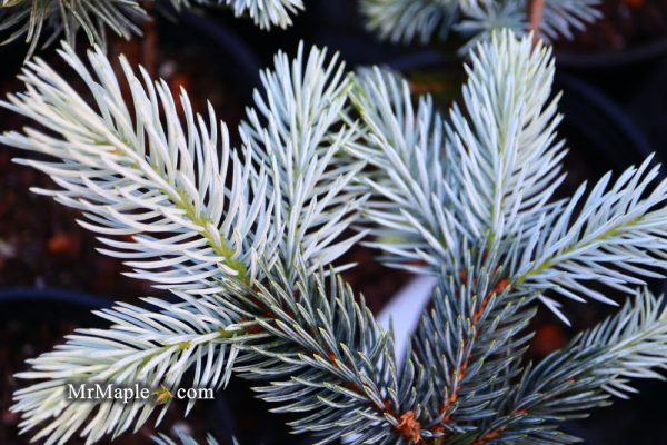 Picea pungens ‘Hoopsii  Colorado Spruce Cheap