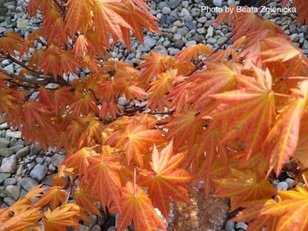 FOR PICKUP ONLY | Acer shirasawanum  Autumn Moon  Full Moon Japanese Maple | DOES NOT SHIP For Sale - Image 3
