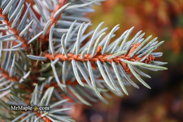 Picea pungens ‘Dietz Prostrate  Weeping Colorado Blue Spruce Online Sale - Image 5