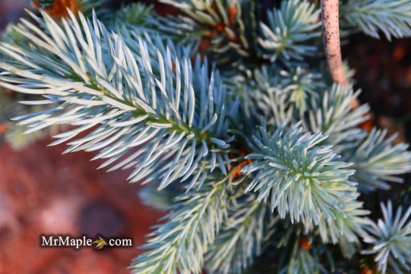 Picea pungens ‘Hoopsii  Colorado Spruce Cheap - Image 3