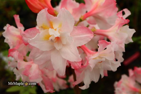 Azalea  Jack A. Sand’ Pink Flowers Deciduous Azalea Online now