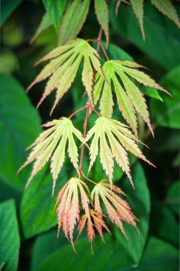Acer shirasawanum  Sensu  Full Moon Japanese Maple Supply - Image 3