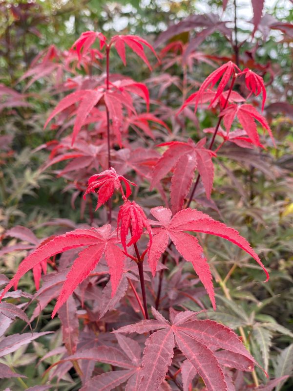 FOR PICK UP ONLY | Acer palmatum  Emperor 1  Japanese Maple Tree | DOES NOT SHIP Fashion - Image 4