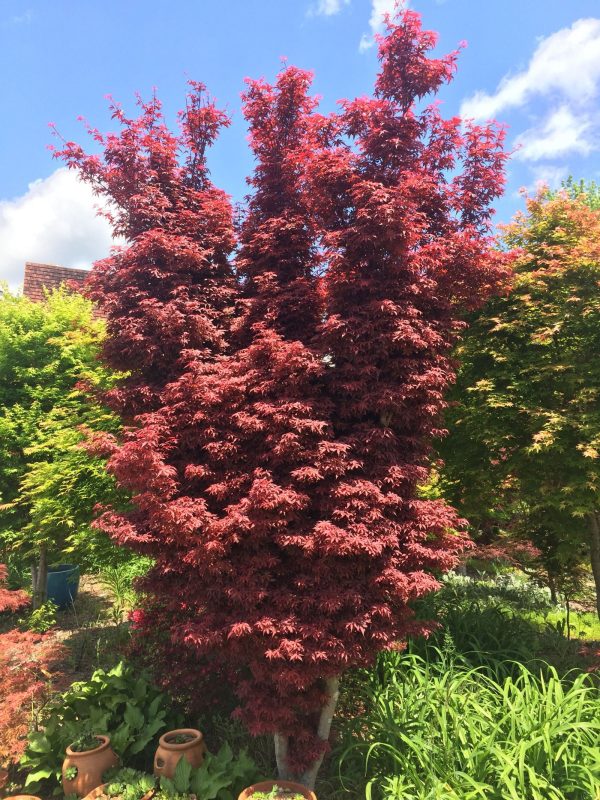 FOR PICKUP ONLY | Acer palmatum  Skeeter s Broom’ Narrow Red Japanese Maple | DOES NOT SHIP on Sale