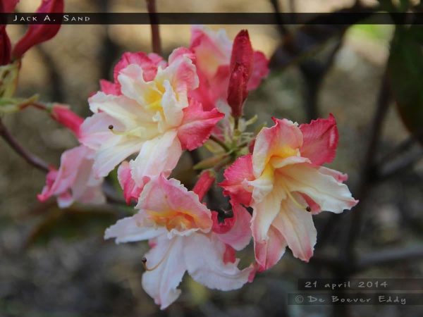 Azalea  Jack A. Sand’ Pink Flowers Deciduous Azalea Online now - Image 4