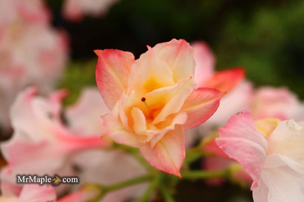 Azalea  Jack A. Sand’ Pink Flowers Deciduous Azalea Online now - Image 2