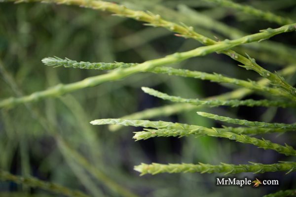 Thuja occidentalis  Pin Cushion  Dwarf Arborvitae Hot on Sale - Image 3