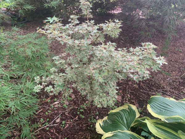 Acer palmatum  Pink Princess  Dwarf Pink Variegated Japanese Maple Sale - Image 3