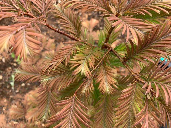 Metasequoia glyptostroboides  Daweswood Tawny Fleece  Dwarf Dawes Arboretum WB Bronze Dawn Redwood Online Hot Sale - Image 5