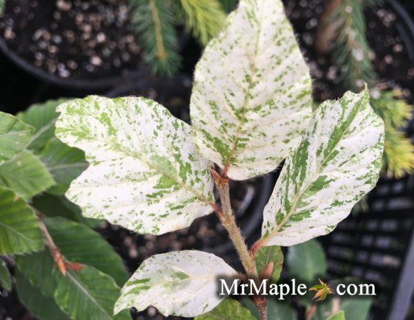 Fagus sylvatica  Marmor Star  Variegated European Beech on Sale - Image 2