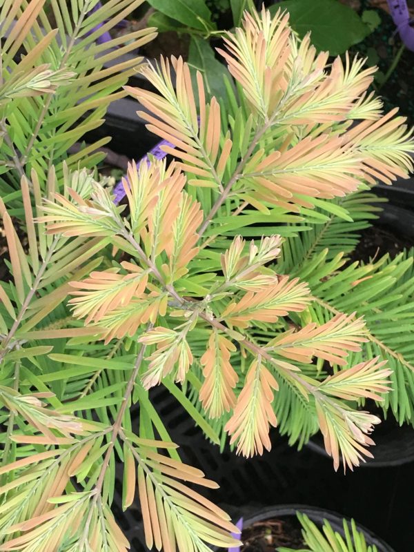 Metasequoia glyptostroboides  Daweswood Tawny Fleece  Dwarf Dawes Arboretum WB Bronze Dawn Redwood Online Hot Sale - Image 4