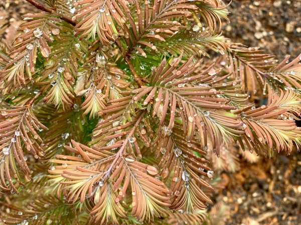 Metasequoia glyptostroboides  Daweswood Tawny Fleece  Dwarf Dawes Arboretum WB Bronze Dawn Redwood Online Hot Sale - Image 3